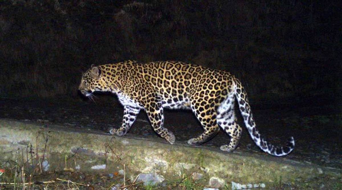 Leopard : Hadapsar : हडपसर मधील बिबट्या अखेर जेरबंद 