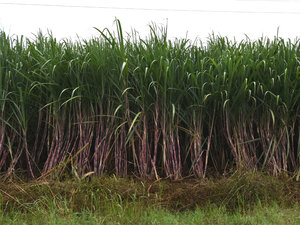 FRP : Sugarcane : Vitthal Pawar : तुकड्या तुकड्याातील एफआरपी देणेबाबतचा शासन निर्णय मागे घ्या!