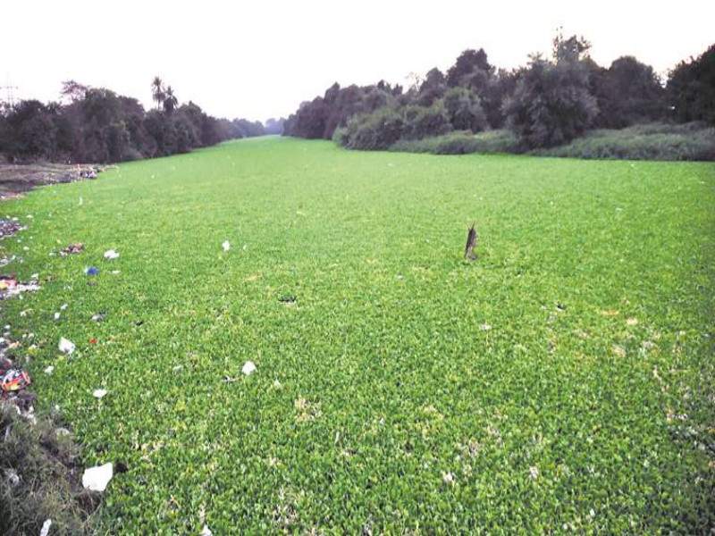 Mula, Mutha and Indrayani rivers : Water hyacinth : मुळा, मुठा आणि इंद्रायणी नद्यांमधील जलपर्णी जैविक पद्धतीने हटविणार