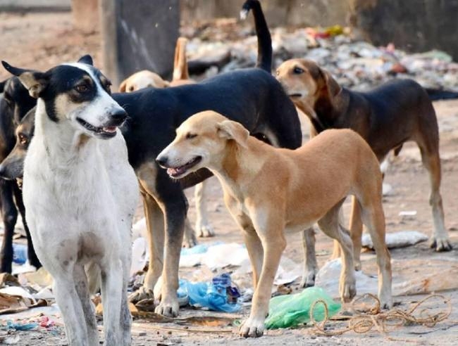 Stray Dogs Vaccination | भटक्या कुत्र्यांच्या लसीकरण आणि नसबंदी मोहिमेस अडथळा आणणाऱ्या नागरिकांवर कारवाईचा इशारा