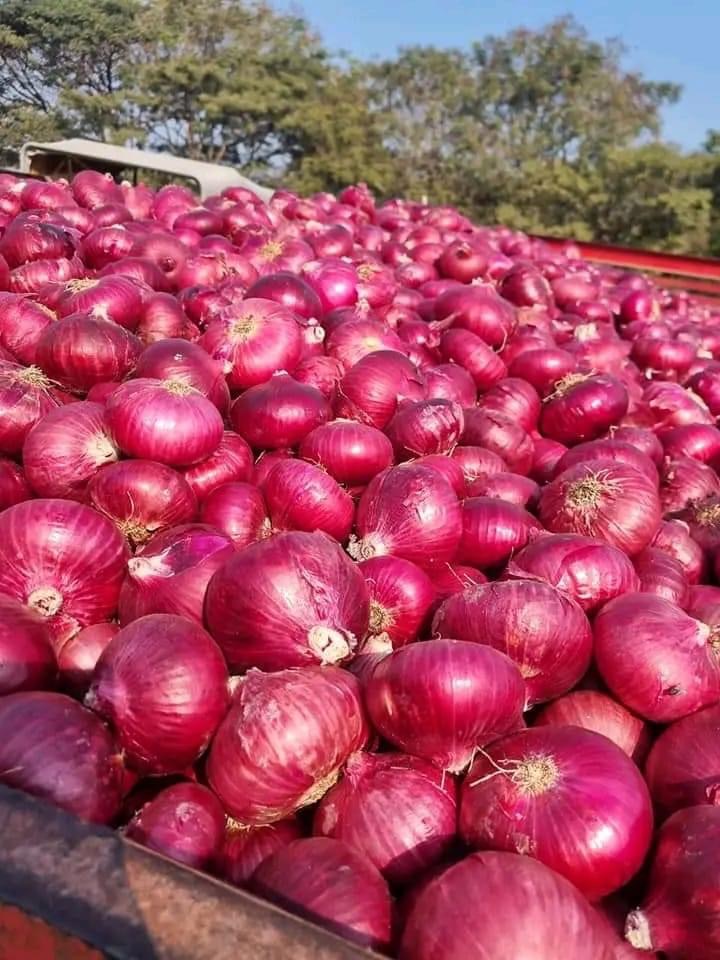 Onion Price | राज्यातील कांदा उत्पादक शेतकऱ्यांना दिलासा | प्रति क्विंटल ३०० रुपये सानुग्रह अनुदान  | मुख्यमंत्री एकनाथ शिंदे यांची विधानसभेत घोषणा