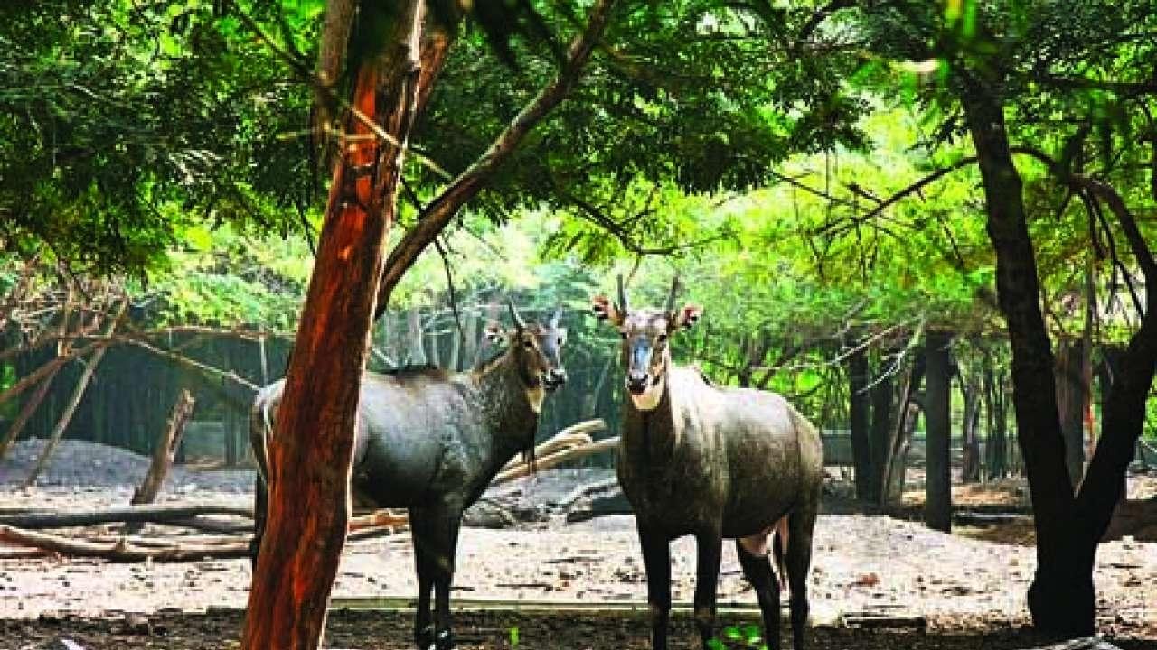 Rajiv Gandhi Zoological Park | Katraj Zoo | पुणे महापालिकेकडून  लहानग्यांना ‘ख्रिसमस गिफ्ट’ | उद्यापासून पुढील 8 दिवस कात्रज झू मोफत पाहण्याची संधी! 